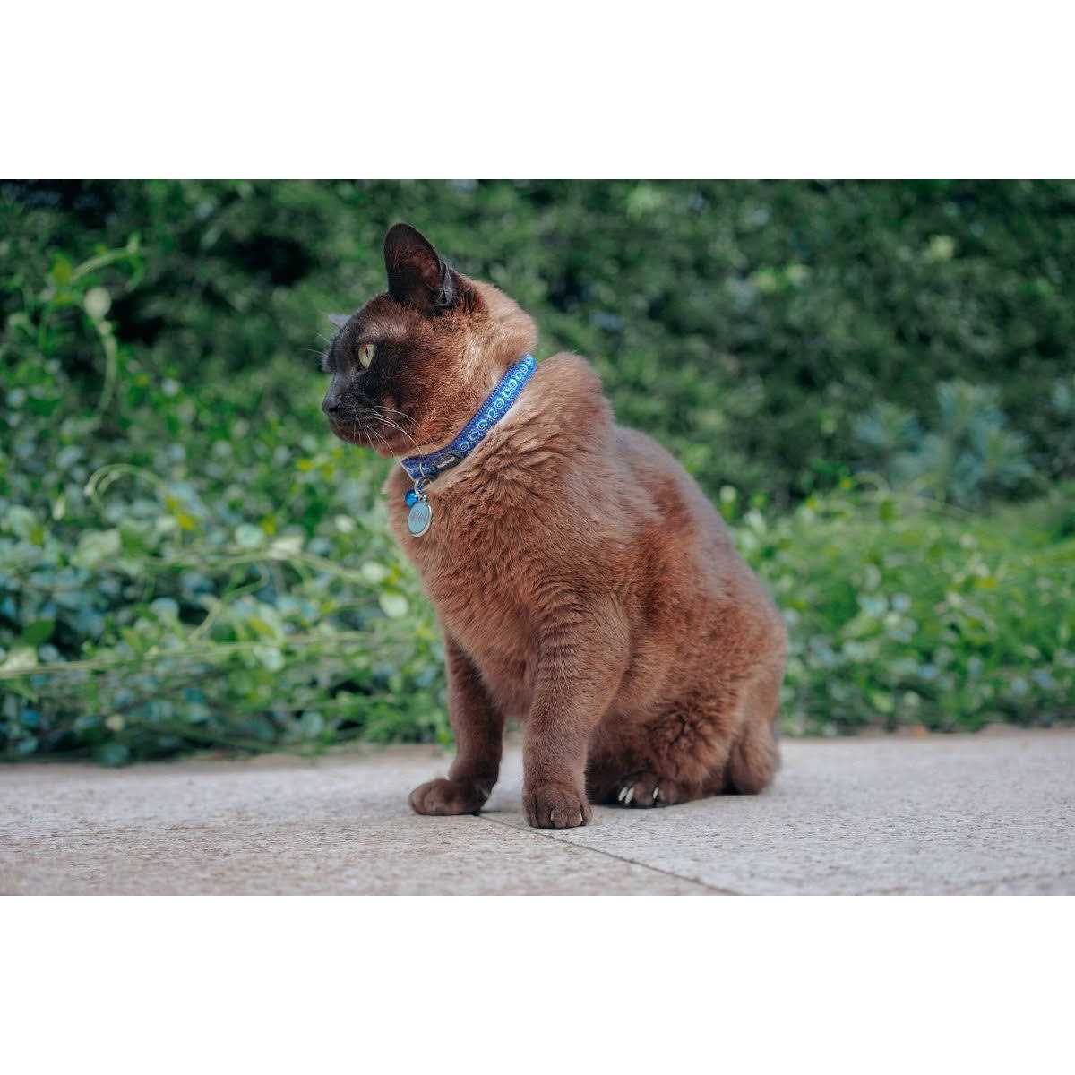 Dog Collar I54708
