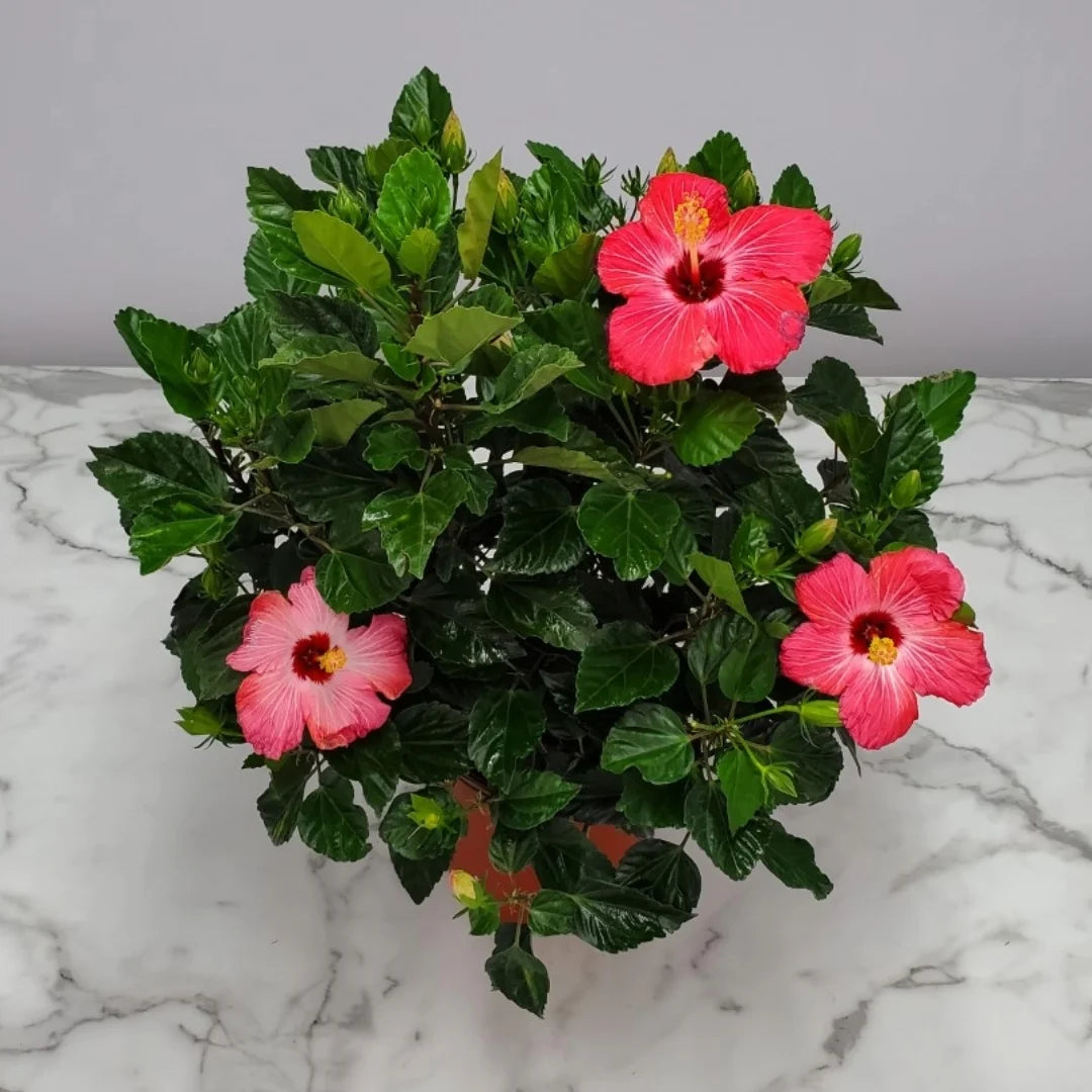 Pink Hibiscus Bush Z87558