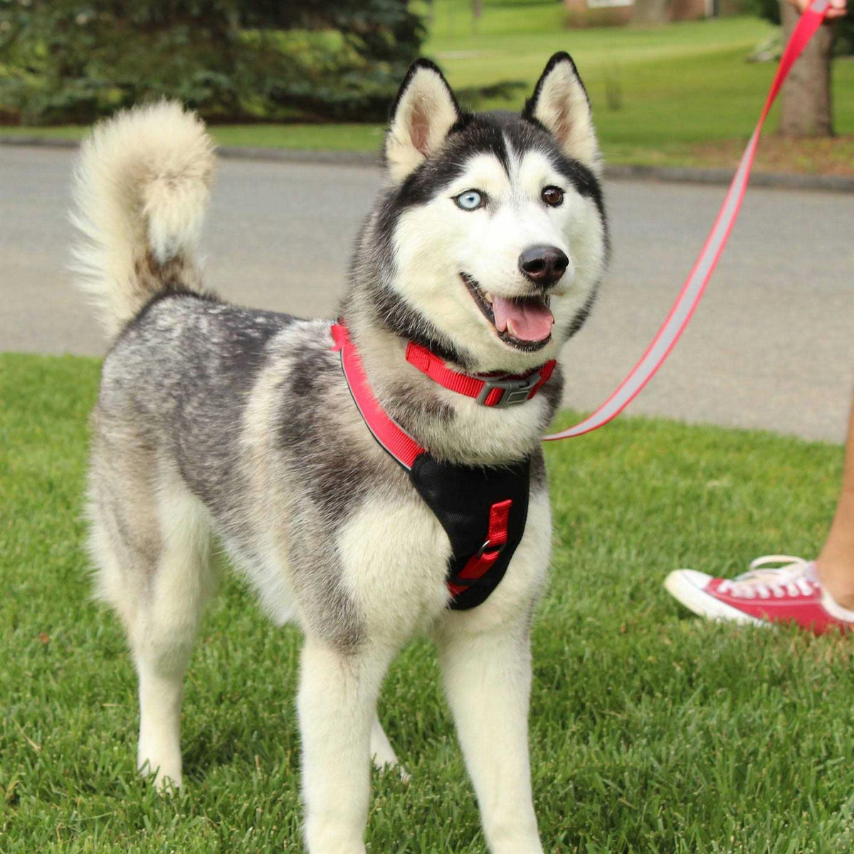 Reflective Step-in Dog Harness F10134