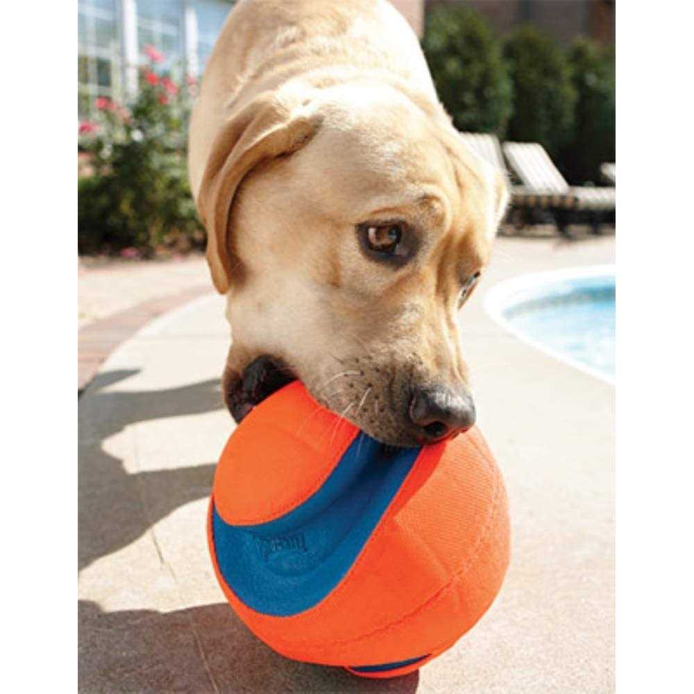 Dog Toy B6453