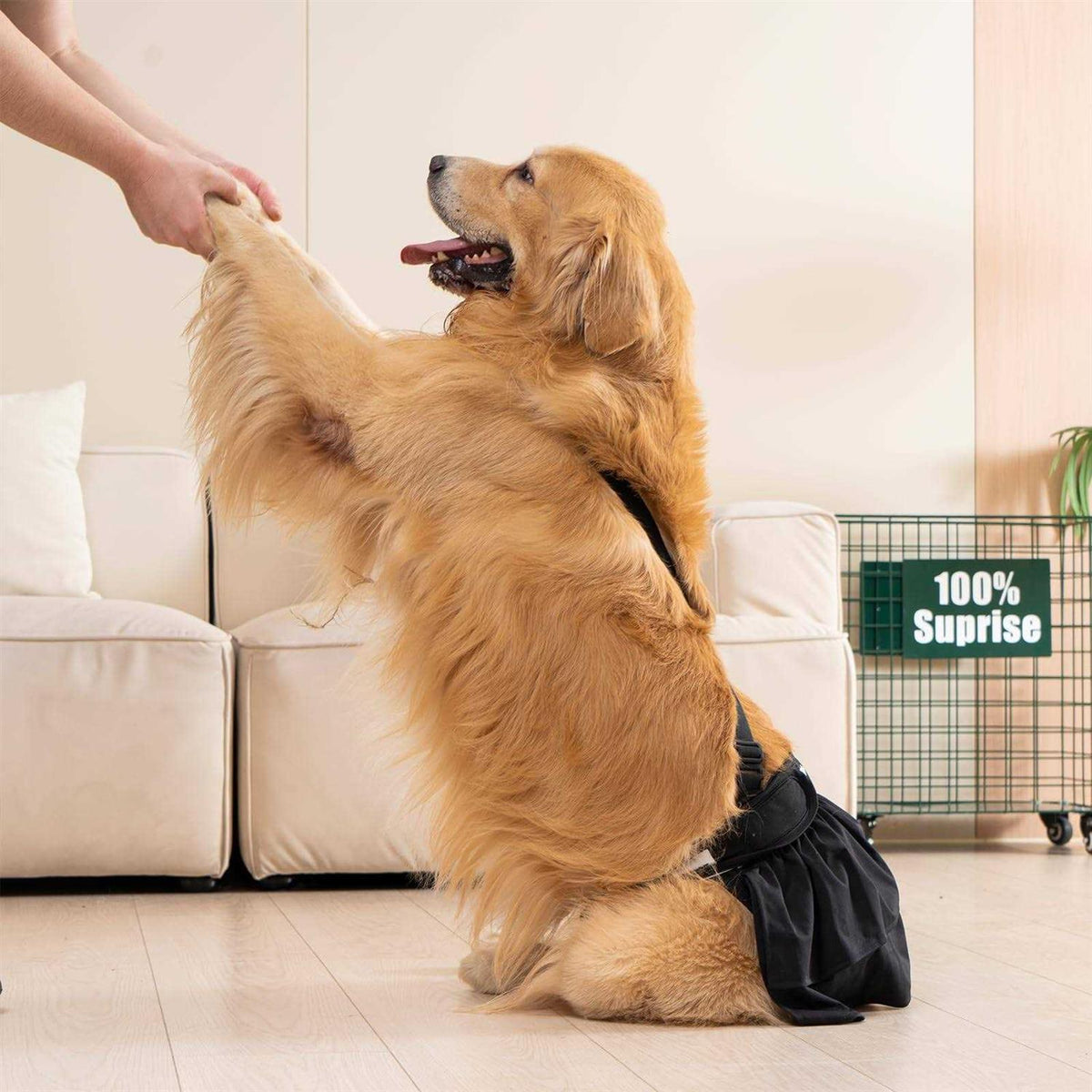 3 Pack Washable Female Dog Diaper with Suspender I555491